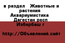  в раздел : Животные и растения » Аквариумистика . Дагестан респ.,Избербаш г.